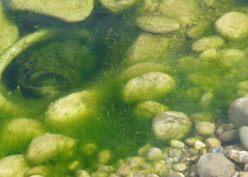 Pourquoi mon bassin est plein d'algues ?