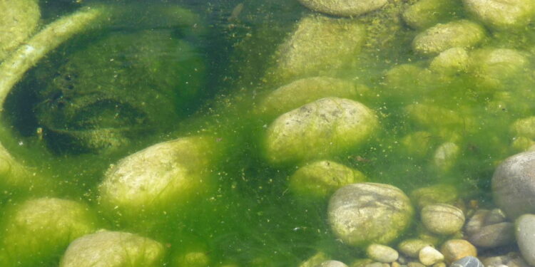 Pourquoi mon bassin est plein d'algues ?