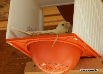 Pourquoi mon canari ne fait pas son nid ?