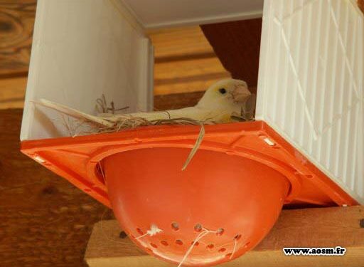 Pourquoi mon canari ne fait pas son nid ?