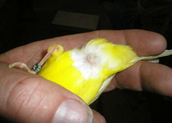 Pourquoi mon canari se frotte le bec ?