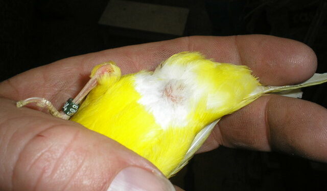 Pourquoi mon canari se frotte le bec ?