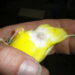 Pourquoi mon canari se frotte le bec ?