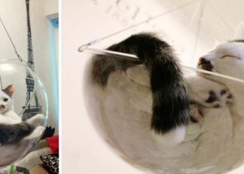 Pourquoi mon chat boude son panier ?