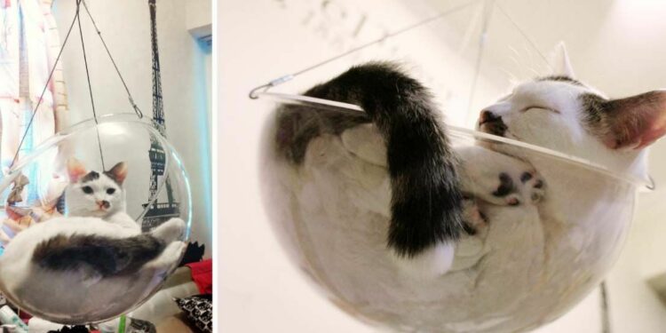 Pourquoi mon chat boude son panier ?