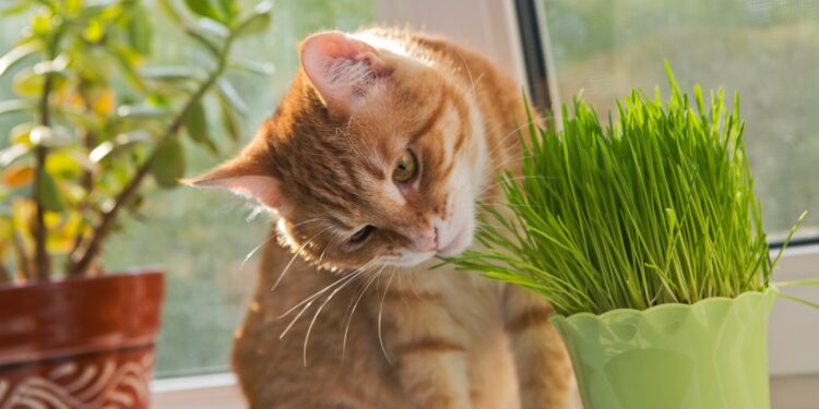 Pourquoi mon chat creusé dans mes plantes ?