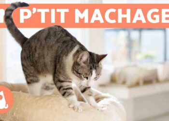 Pourquoi mon chat dort tout le temps sur moi ?