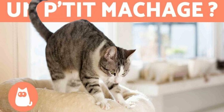 Pourquoi mon chat dort tout le temps sur moi ?