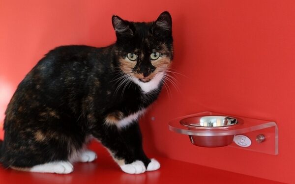 Pourquoi mon chat dort tout le temps sur moi ?