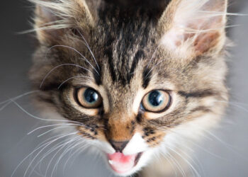 Pourquoi mon chat fait des bruits de gorge ?