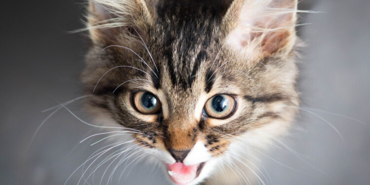 Pourquoi mon chat fait des bruits de gorge ?