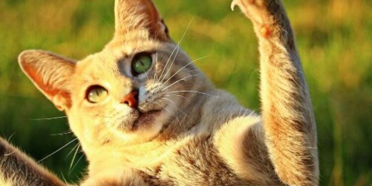 Pourquoi mon chat fait le bordel la nuit ?