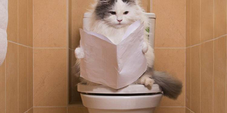 Pourquoi mon chat fait ses besoins en dehors de la litière ?