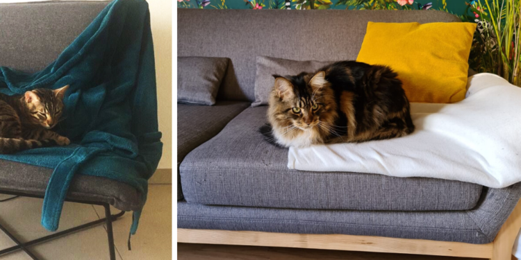 Pourquoi mon chat fait ses griffes sur le canapé ?
