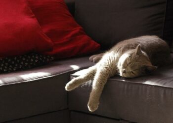 Pourquoi mon chat fait ses griffes sur le canapé ?