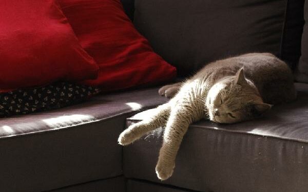 Pourquoi mon chat fait ses griffes sur le canapé ?