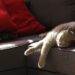Pourquoi mon chat fait ses griffes sur le canapé ?