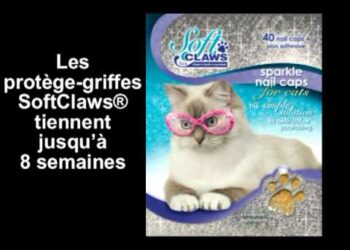 Pourquoi mon chat fait ses griffes sur le canapé ?