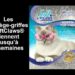 Pourquoi mon chat fait ses griffes sur le canapé ?