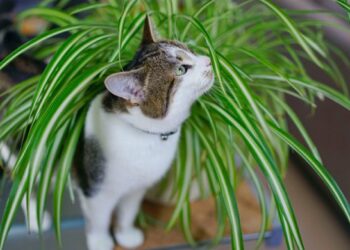 Pourquoi mon chat gratte la terre des plantes ?