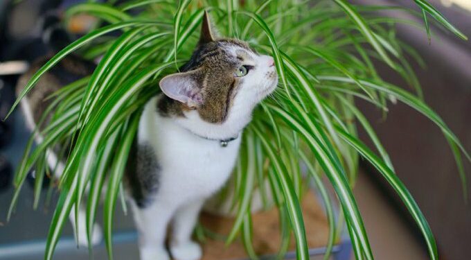 Pourquoi mon chat gratte la terre des plantes ?