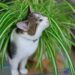 Pourquoi mon chat gratte la terre des plantes ?