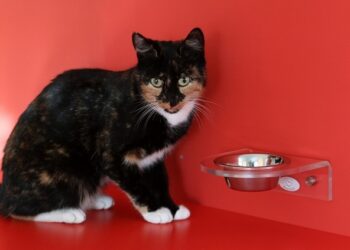 Pourquoi mon chat gratte le sol après ses besoins ?