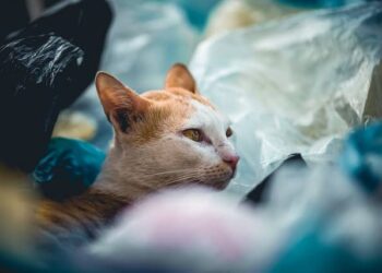 Pourquoi mon chat mange tout et n'importe quoi ?