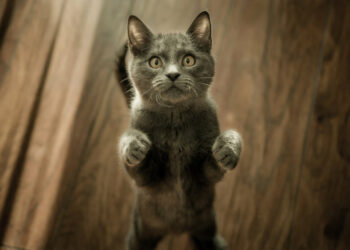 Pourquoi mon chat m'attaque quand je vais me coucher ?