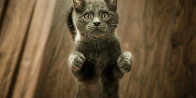 Pourquoi mon chat m'attaque quand je vais me coucher ?