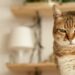Pourquoi mon chat ne m'obéit pas ?
