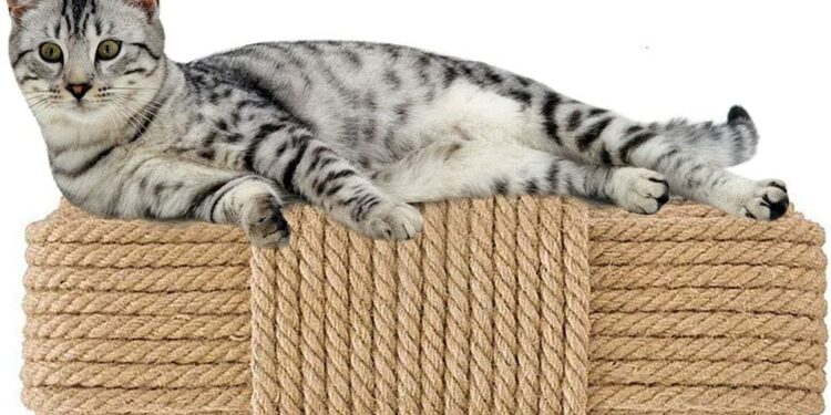 Pourquoi mon chat ne va pas dans son arbre à chat ?