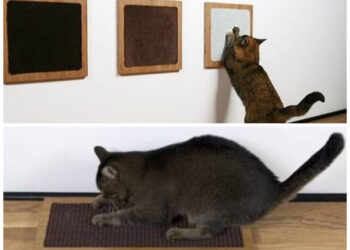 Pourquoi mon chat ne veut pas aller dans son arbre à chat ?