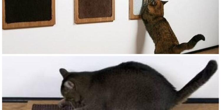 Pourquoi mon chat ne veut pas aller dans son arbre à chat ?