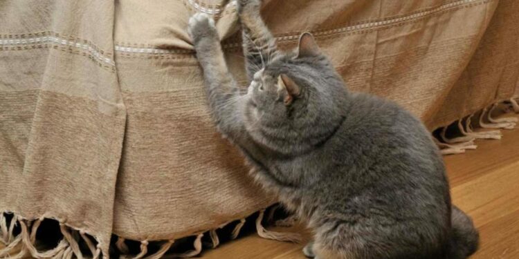 Pourquoi mon chat ne veut pas aller dans son arbre à chat ?