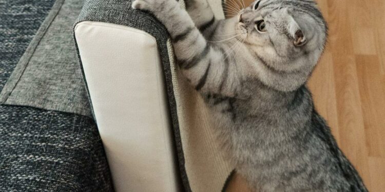 Pourquoi mon chat n'utilise pas son griffoir ?