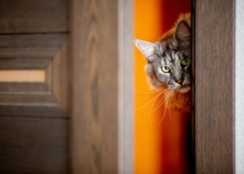 Pourquoi mon chat saute sur les portes ?