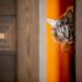 Pourquoi mon chat saute sur les portes ?