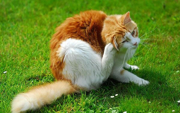 Pourquoi mon chat se gratte alors qu'il n'a pas de puces ?