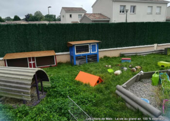 Pourquoi mon chat veut tout le temps aller dehors ?