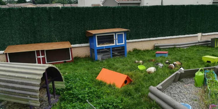 Pourquoi mon chat veut tout le temps aller dehors ?