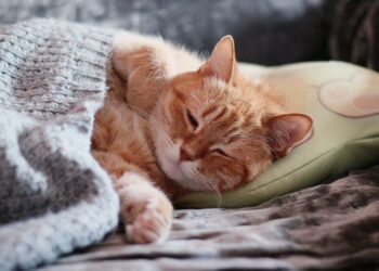 Pourquoi mon chat vient sur mon lit ?