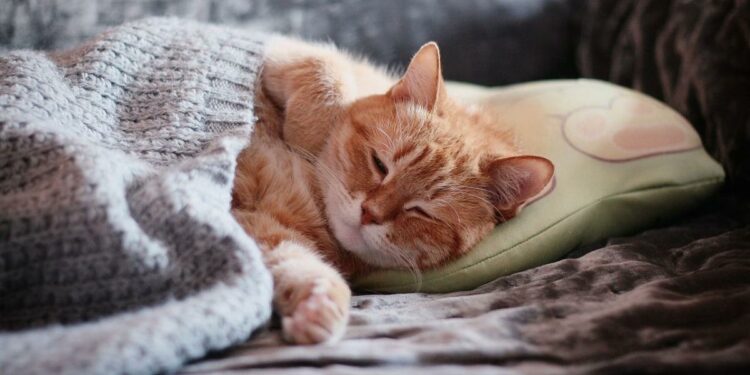 Pourquoi mon chat vient sur mon lit ?