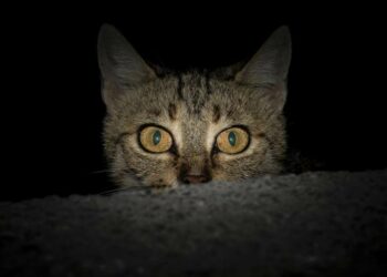 Pourquoi mon chaton fait le fou le soir ?