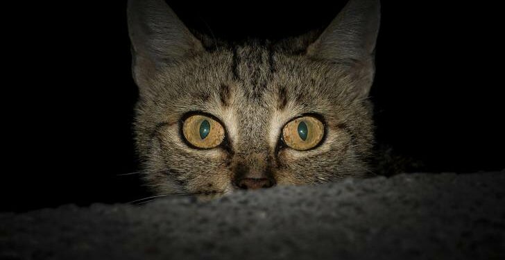 Pourquoi mon chaton fait le fou le soir ?