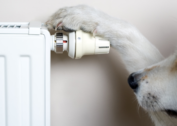 Pourquoi mon chien a de la fièvre ?