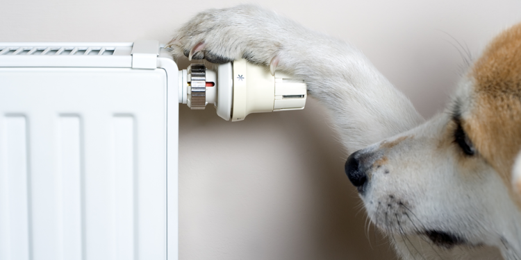 Pourquoi mon chien a de la fièvre ?