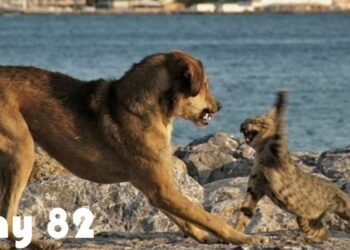 Pourquoi mon chien a tué un chat ?