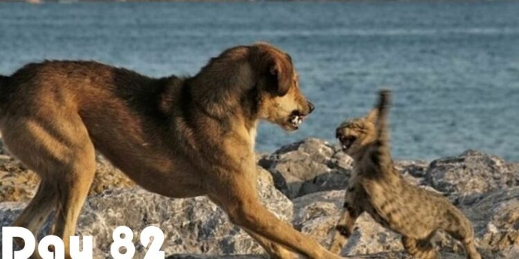 Pourquoi mon chien a tué un chat ?