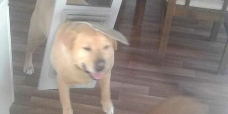 Pourquoi mon chien dort à côté de moi ?